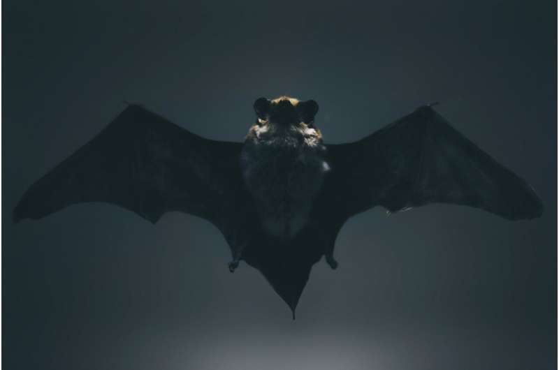 bat