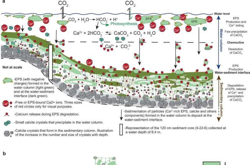 Microbial slime: The ultimate system to understand our planet