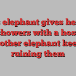 This elephant gives herself nice showers with a hose. But another elephant keeps ruining them