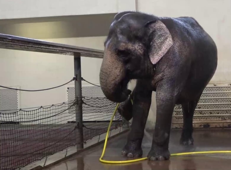 An elephant in an enclosure holds a yellow hose in her mouth and uses it to rinse her back leg, which she holds up. 