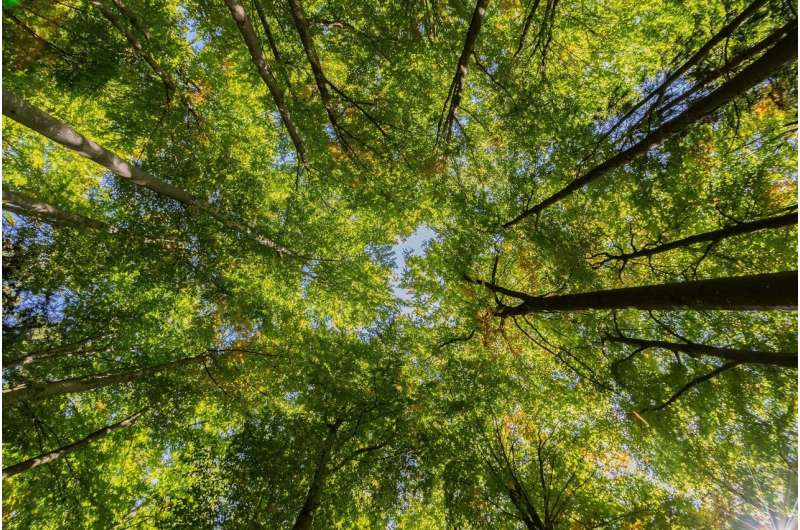 tree canopy