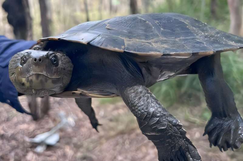 CSIRO and DETSI uncover health impacts of 'forever chemicals' on freshwater turtles