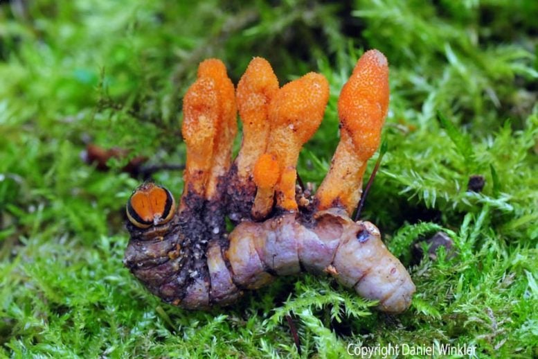 Caterpillar Infected With Cordyceps militaris