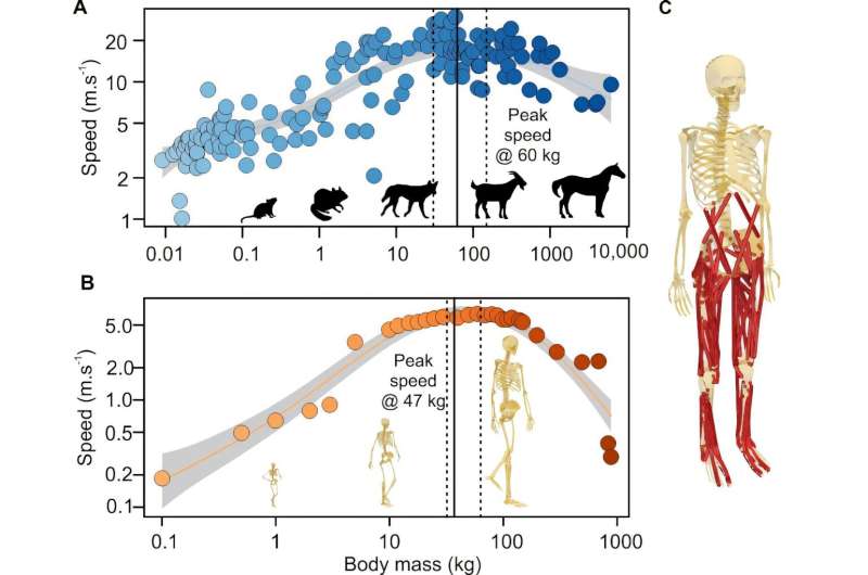 Not too big, not too small: why modern humans are the ideal size for speed