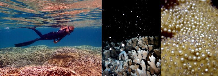 How Coral Babies Resist Bleaching and Survive Climate Change