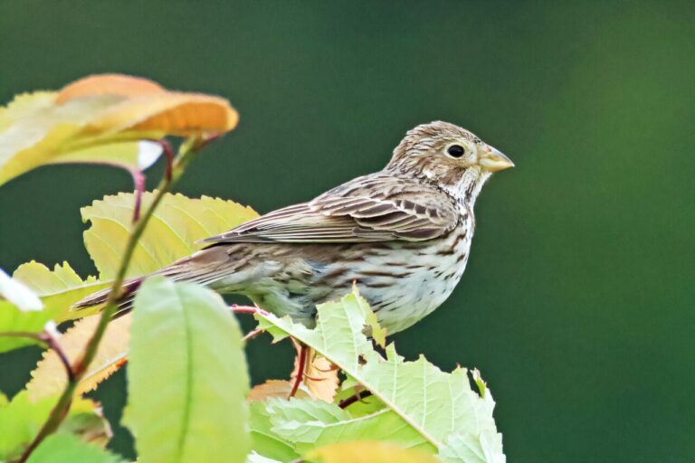 Citizen science platforms reveal more resources needed to protect birds in Germany