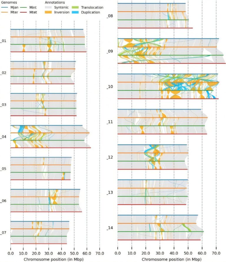 Genome sequencing of all four Macadamia species unlocks new potential for crop improvement