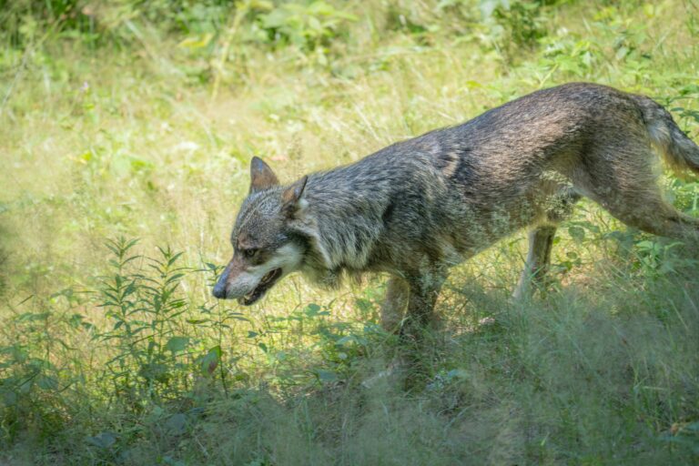 High survival rates explain 20 years of rapid expansion of wolves in Germany