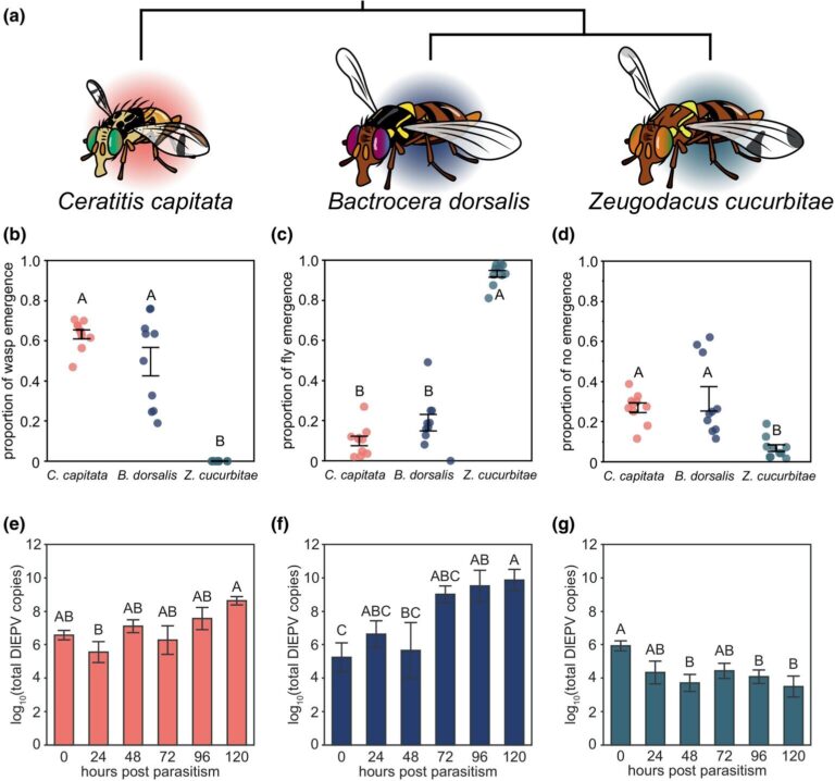 In Hawaii, parasites and viruses team up in the battle against fruit flies—implications for global pest control