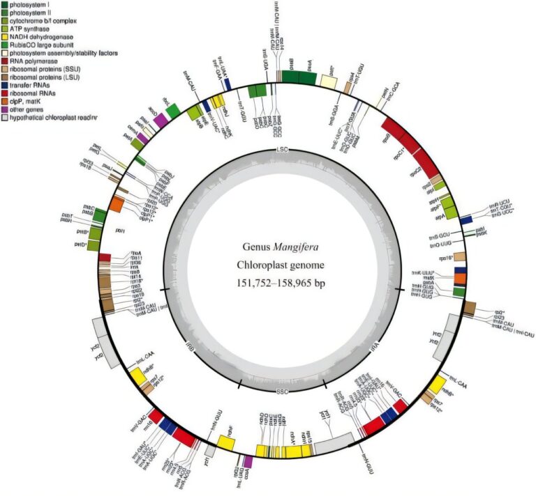 Study reveals extensive hybridization within the Mangifera genus